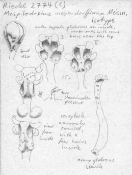 Vorschaubild Mespilodaphne meyendorffiana Meisn.